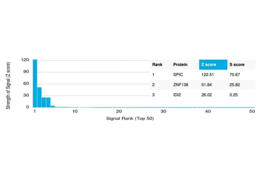 Protein Array - Anti-SPI-C Antibody [PCRP-SPIC-2C5] - BSA and Azide free (A251411) - Antibodies.com