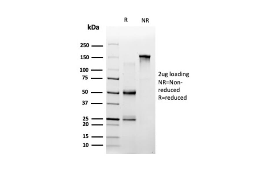 SDS-PAGE - Anti-SPI-C Antibody [PCRP-SPIC-2C5] - BSA and Azide free (A251412) - Antibodies.com