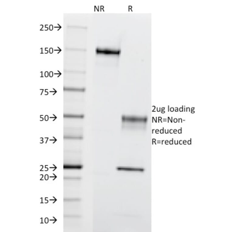 SDS-PAGE - Anti-CD195 Antibody [12D1] - BSA and Azide free (A251413) - Antibodies.com