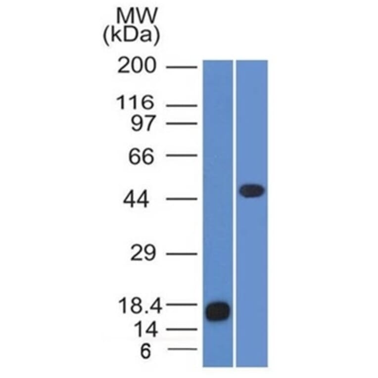 Western Blot - Anti-Adipophilin Antibody [ADFP/1365] - BSA and Azide free (A251414) - Antibodies.com