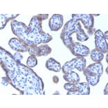 Immunohistochemistry - Anti-Adipophilin Antibody [ADFP/1493] - BSA and Azide free (A251415) - Antibodies.com