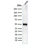 Western Blot - Anti-Adipophilin Antibody [ADFP/2755R] - BSA and Azide free (A251419) - Antibodies.com