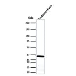 Western Blot - Anti-Calponin 1 Antibody [CALP] - BSA and Azide free (A251420) - Antibodies.com