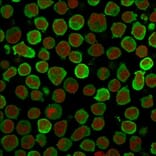 Immunofluorescence - Anti-Calponin 1 Antibody [CALP] - BSA and Azide free (A251420) - Antibodies.com