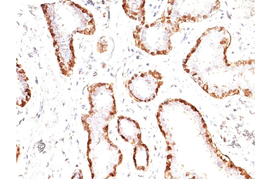 Immunohistochemistry - Anti-Calponin 1 Antibody [CNN1/832] - BSA and Azide free (A251422) - Antibodies.com