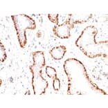 Immunohistochemistry - Anti-Calponin 1 Antibody [CNN1/832] - BSA and Azide free (A251422) - Antibodies.com