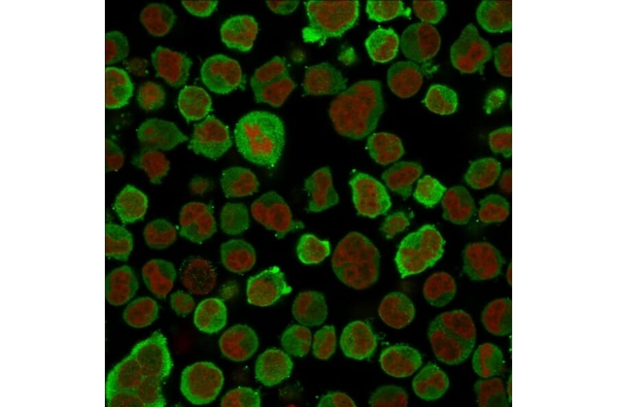 Immunofluorescence - Anti-Calponin 1 Antibody [CNN1/832] - BSA and Azide free (A251421) - Antibodies.com