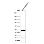 Western Blot - Anti-Calponin 1 Antibody [rCNN1/832] - BSA and Azide free (A251423) - Antibodies.com