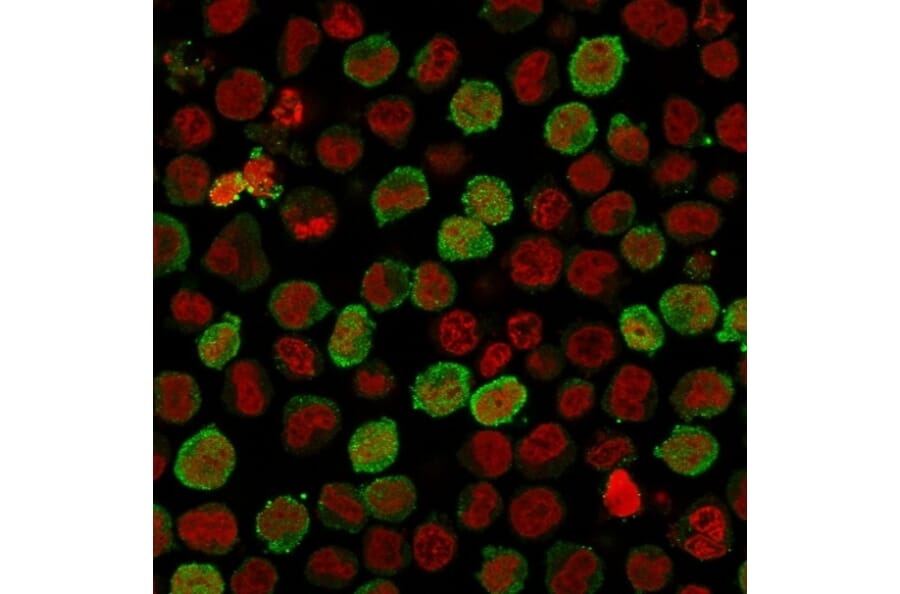 Immunofluorescence - Anti-Calponin 1 Antibody [CNN1/1408R] - BSA and Azide free (A251424) - Antibodies.com