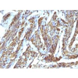 Immunohistochemistry - Anti-Calponin 1 Antibody - BSA and Azide free (A251425) - Antibodies.com