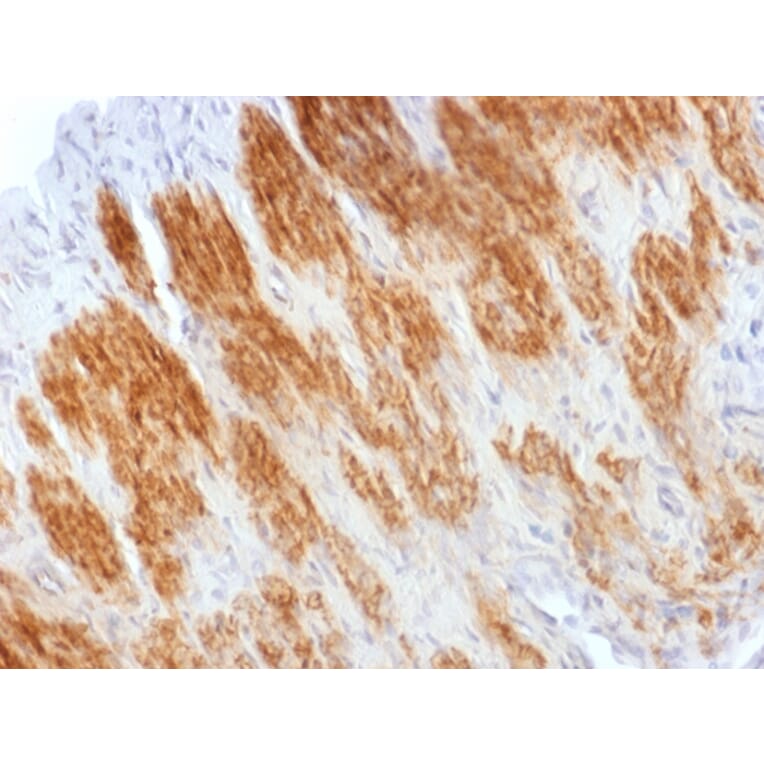 Immunohistochemistry - Anti-Calponin 1 Antibody - BSA and Azide free (A251426) - Antibodies.com