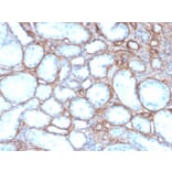 Immunohistochemistry - Anti-Collagen IV Antibody [rCOL4/4742] - BSA and Azide free (A251427) - Antibodies.com