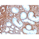 Immunohistochemistry - Anti-Collagen IV Antibody [rCOL4/4742] - BSA and Azide free (A251426) - Antibodies.com