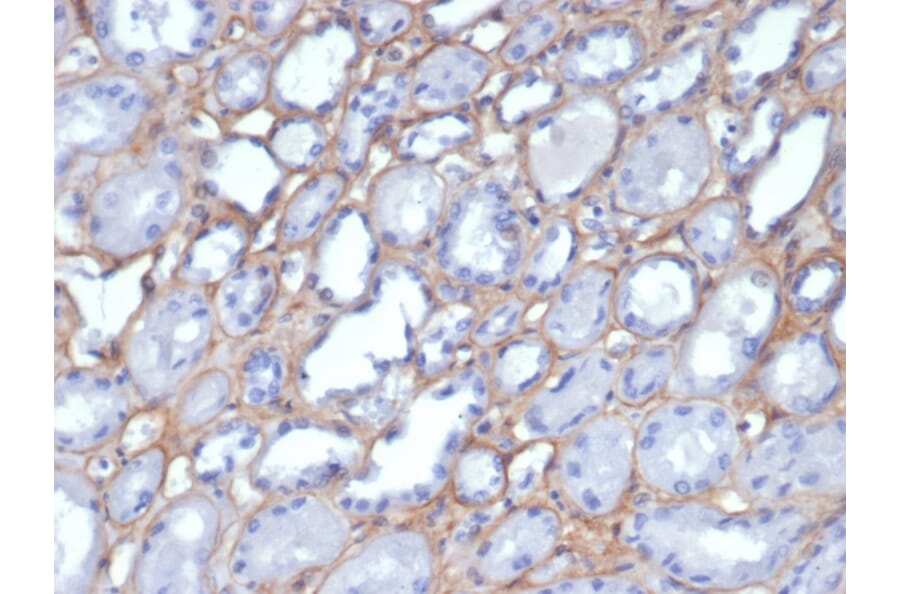 Immunohistochemistry - Anti-Collagen IV Antibody [M3F7] - BSA and Azide free (A251428) - Antibodies.com