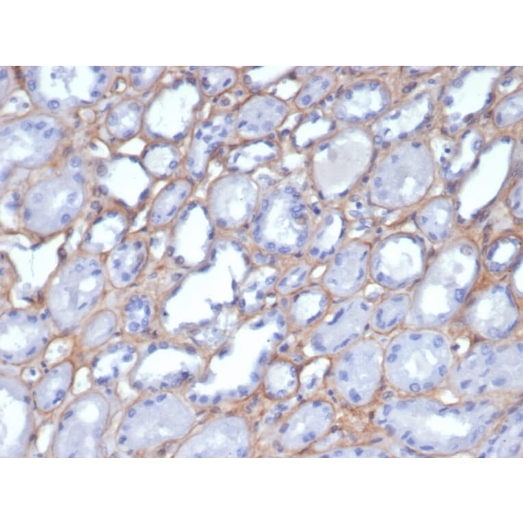 Immunohistochemistry - Anti-Collagen IV Antibody [M3F7] - BSA and Azide free (A251428) - Antibodies.com