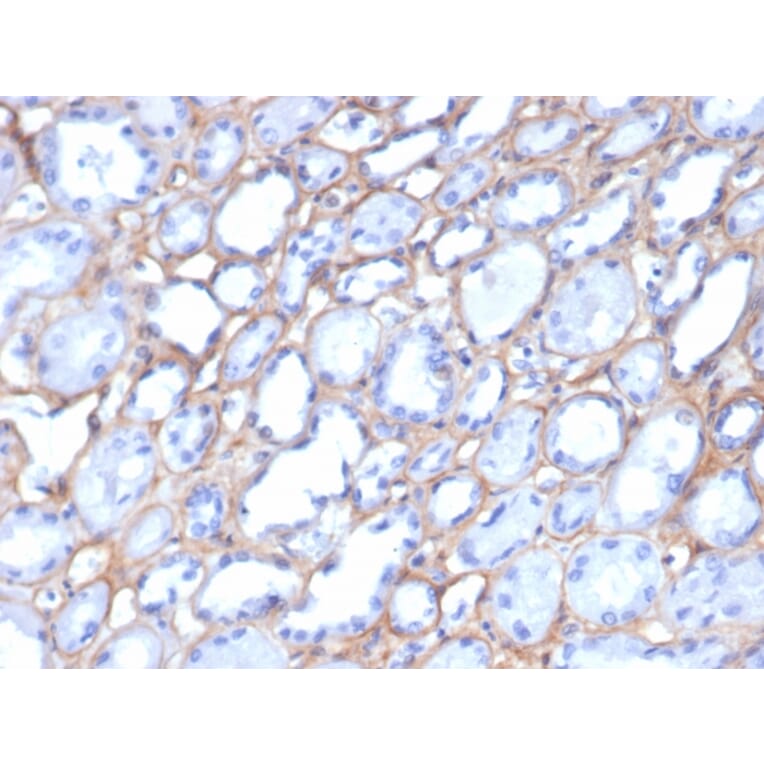 Immunohistochemistry - Anti-Collagen IV Antibody [M3F7] - BSA and Azide free (A251427) - Antibodies.com