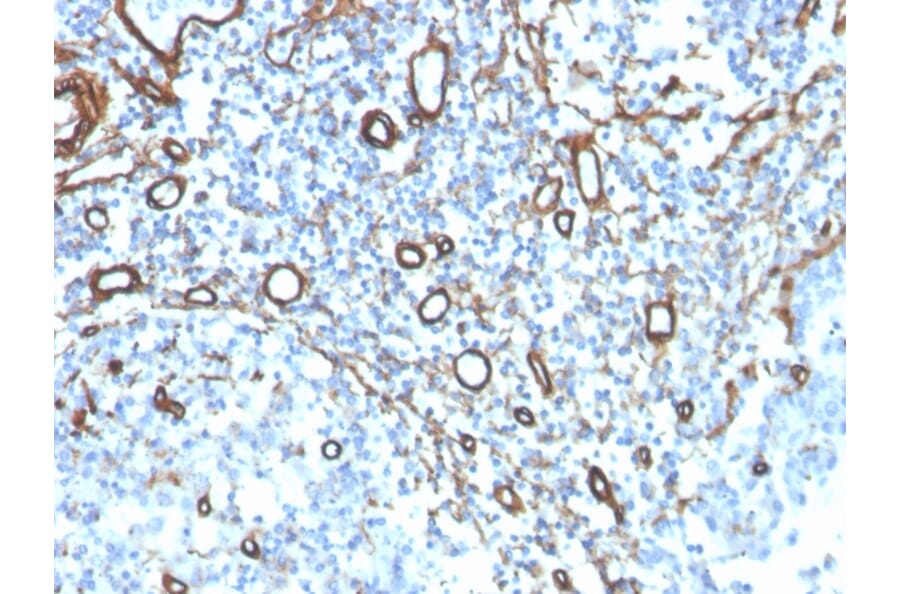 Immunohistochemistry - Anti-Collagen IV Antibody [COL4/4241R] - BSA and Azide free (A251428) - Antibodies.com