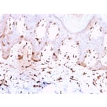 Immunohistochemistry - Anti-Collagen VII Antibody [LH7.2] - BSA and Azide free (A251430) - Antibodies.com