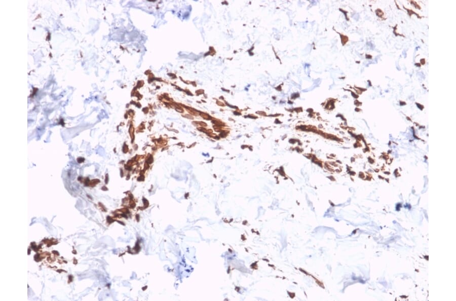 Immunohistochemistry - Anti-Collagen VII Antibody [LH7.2] - BSA and Azide free (A251430) - Antibodies.com