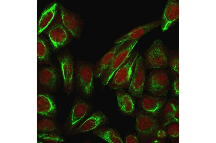 Immunofluorescence - Anti-Collagen VII Antibody [LH7.2] - BSA and Azide free (A251430) - Antibodies.com