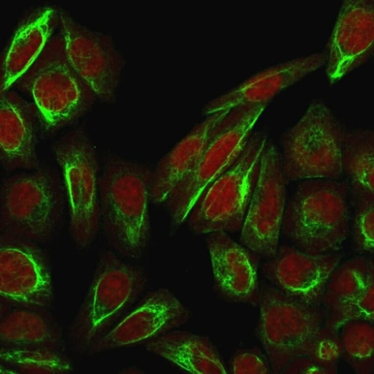 Immunofluorescence - Anti-Collagen VII Antibody [LH7.2] - BSA and Azide free (A251430) - Antibodies.com