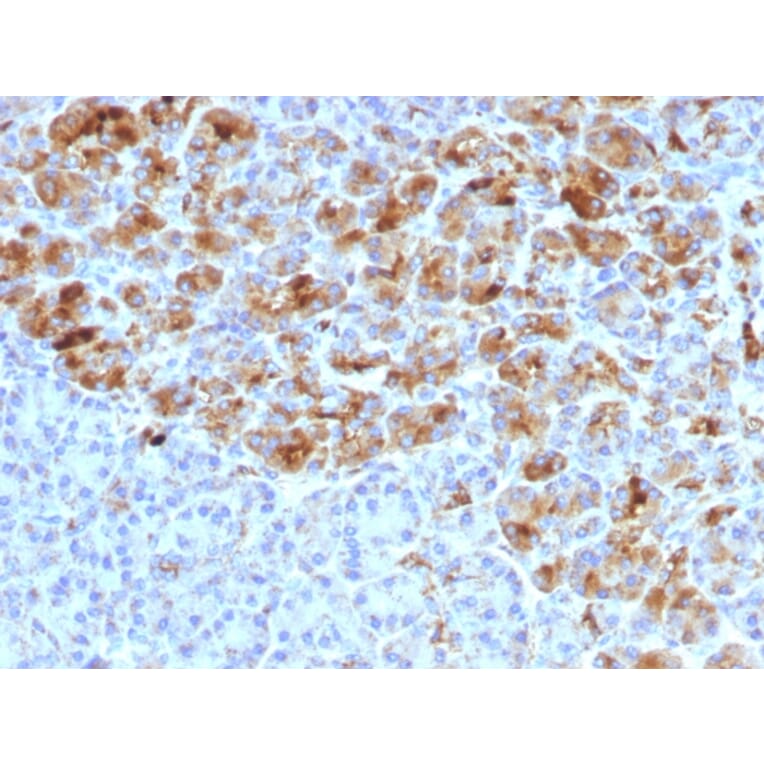 Immunohistochemistry - Anti-alpha 1 Antichymotrypsin Antibody [AACT/1452] - BSA and Azide free (A251431) - Antibodies.com