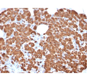 Immunohistochemistry - Anti-Carboxypeptidase A1 Antibody [CPA1/2711] - BSA and Azide free (A251433) - Antibodies.com