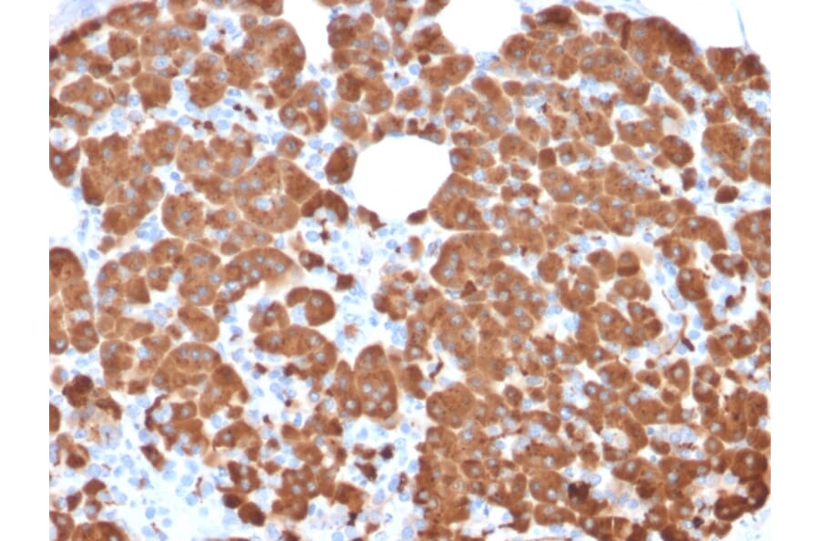 Immunohistochemistry - Anti-Carboxypeptidase A1 Antibody [CPA1/2711] - BSA and Azide free (A251433) - Antibodies.com