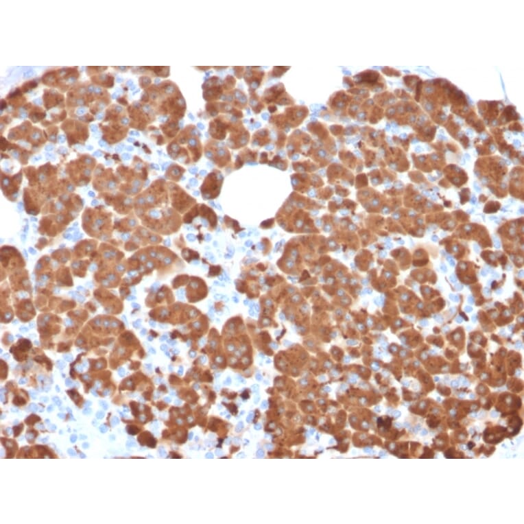 Immunohistochemistry - Anti-Carboxypeptidase A1 Antibody [CPA1/2711] - BSA and Azide free (A251433) - Antibodies.com