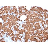 Immunohistochemistry - Anti-Carboxypeptidase A1 Antibody [CPA1/2711] - BSA and Azide free (A251433) - Antibodies.com