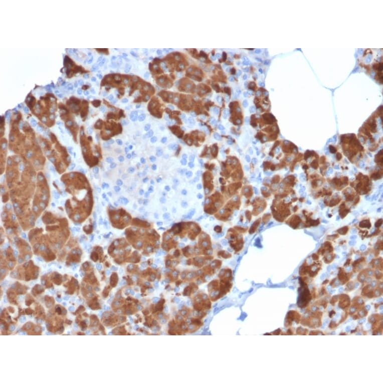 Immunohistochemistry - Anti-Carboxypeptidase A1 Antibody [CPA1/2711] - BSA and Azide free (A251433) - Antibodies.com
