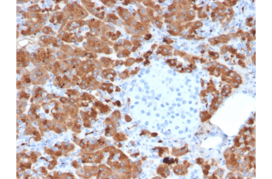 Immunohistochemistry - Anti-Carboxypeptidase A1 Antibody [CPA1/2712] - BSA and Azide free (A251434) - Antibodies.com