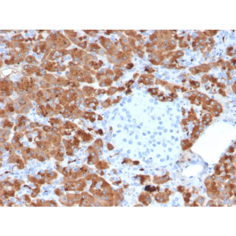 Immunohistochemistry - Anti-Carboxypeptidase A1 Antibody [CPA1/2712] - BSA and Azide free (A251434) - Antibodies.com