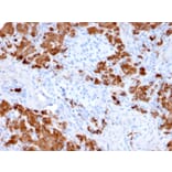 Immunohistochemistry - Anti-Carboxypeptidase A1 Antibody [CPA1/2712] - BSA and Azide free (A251434) - Antibodies.com