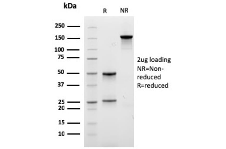 SDS-PAGE - Anti-Carboxypeptidase A1 Antibody [CPA1/2712] - BSA and Azide free (A251434) - Antibodies.com