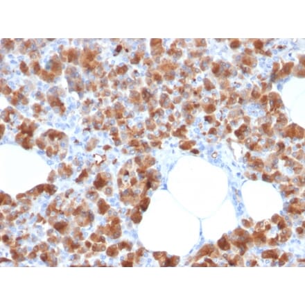 Immunohistochemistry - Anti-Carboxypeptidase A1 Antibody [CPA1/2713] - BSA and Azide free (A251435) - Antibodies.com