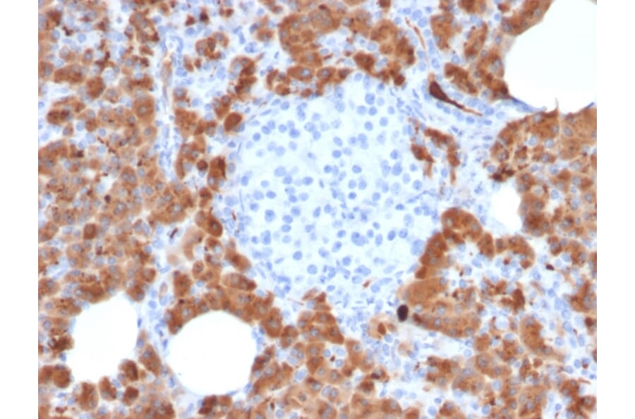 Immunohistochemistry - Anti-Carboxypeptidase A1 Antibody [CPA1/2714] - BSA and Azide free (A251436) - Antibodies.com