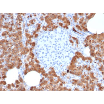 Immunohistochemistry - Anti-Carboxypeptidase A1 Antibody [CPA1/2714] - BSA and Azide free (A251436) - Antibodies.com