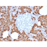 Immunohistochemistry - Anti-Carboxypeptidase A1 Antibody [CPA1/2714] - BSA and Azide free (A251436) - Antibodies.com