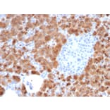 Immunohistochemistry - Anti-Carboxypeptidase A1 Antibody [CPA1/2714] - BSA and Azide free (A251436) - Antibodies.com