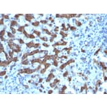 Immunohistochemistry - Anti-CPS1 Antibody [CPS1/1022] - BSA and Azide free (A251436) - Antibodies.com