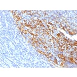 Immunohistochemistry - Anti-CD35 Antibody [To5] - BSA and Azide free (A251441) - Antibodies.com