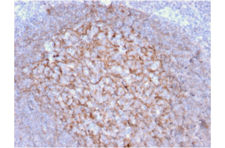 Immunohistochemistry - Anti-CD21 Antibody [CR2/1953] - BSA and Azide free (A251446) - Antibodies.com