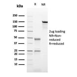SDS-PAGE - Anti-CD21 Antibody [CR2/2754] - BSA and Azide free (A251447) - Antibodies.com