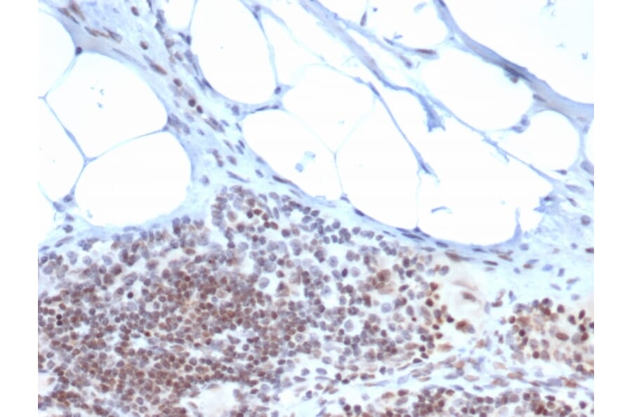 Immunohistochemistry - Anti-ZBTB46 Antibody [PCRP-ZBTB46-2B8] - BSA and Azide free (A251450) - Antibodies.com