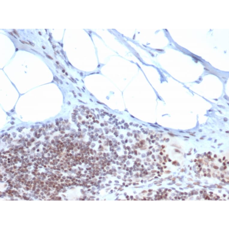 Immunohistochemistry - Anti-ZBTB46 Antibody [PCRP-ZBTB46-2B8] - BSA and Azide free (A251450) - Antibodies.com