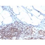 Immunohistochemistry - Anti-ZBTB46 Antibody [PCRP-ZBTB46-2B8] - BSA and Azide free (A251450) - Antibodies.com