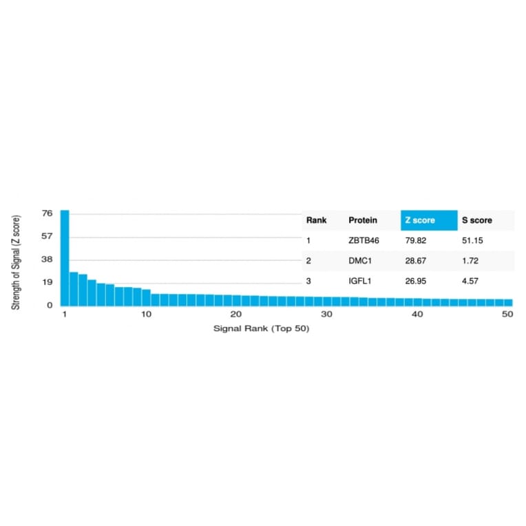 Protein Array - Anti-ZBTB46 Antibody [PCRP-ZBTB46-2B8] - BSA and Azide free (A251449) - Antibodies.com