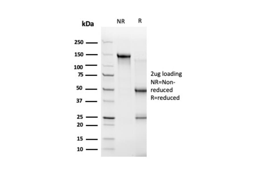 SDS-PAGE - Anti-ZBTB46 Antibody [PCRP-ZBTB46-2B8] - BSA and Azide free (A251450) - Antibodies.com