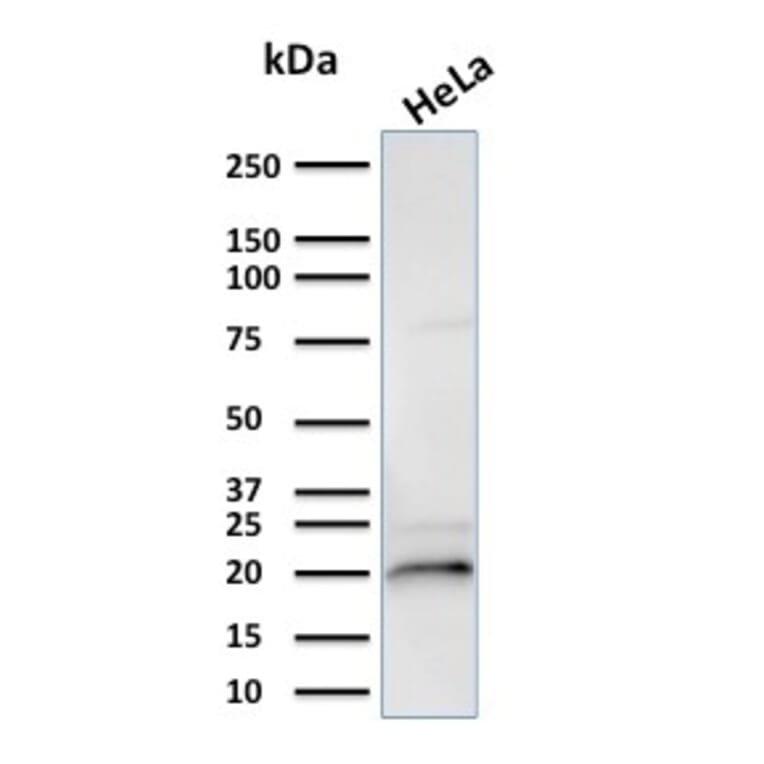 Western Blot - Anti-alpha B Crystallin Antibody [CPTC-CRYAB-1] - BSA and Azide free (A251451) - Antibodies.com